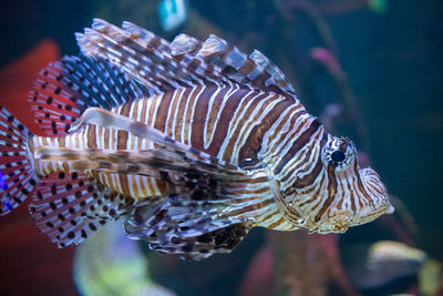 Close-up of fish swimming in sea