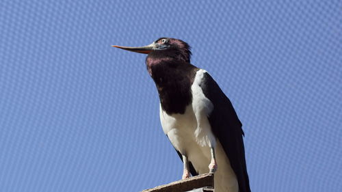 Low angle view of bird perching