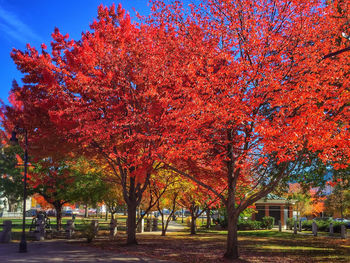 Trees in park during autumn