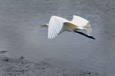 Seagull flying over a lake