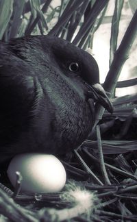 Close-up of birds on railing