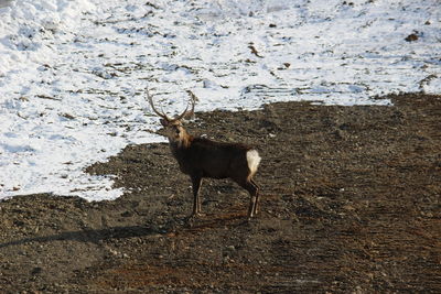 Deer standing on field