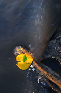 High angle view of yellow leaf floating on water