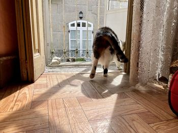 Dog looking through window at home