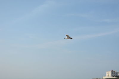 Low angle view of seagull flying in sky