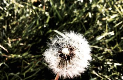 Close-up of dandelion flower