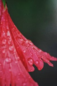 Close-up of wet red leaf