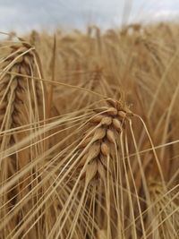 Close-up of wheat growing on field