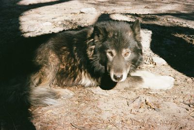 High angle portrait of dog on ground