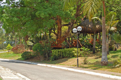 View of cat by the road