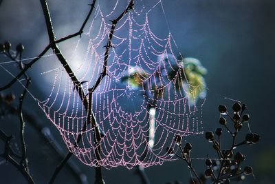 Close-up of spider web on plant