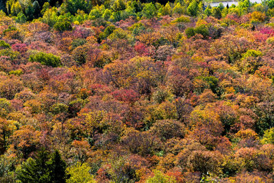 High angle view of trees in forest during autumn