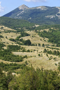 Scenic view of field against mountains