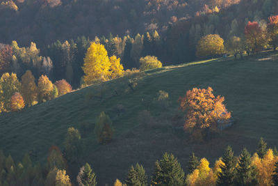 High angle view of trees in forest