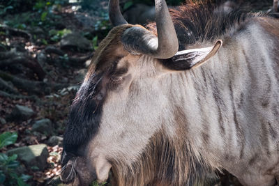 Close-up of cow on field