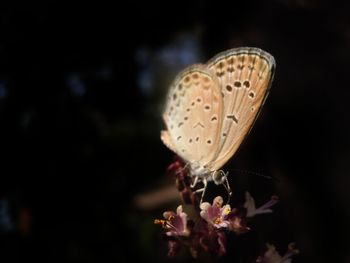 Close-up of butterfly on flower