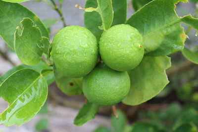 Close-up of fruit growing on plant