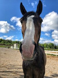 Close-up portrait of a horse on field against sky