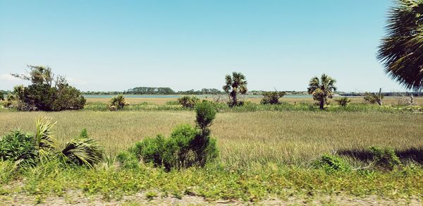 Scenic view of field against clear sky