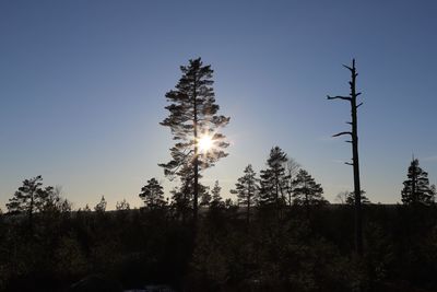 Low angle view of silhouette trees against clear sky during sunset