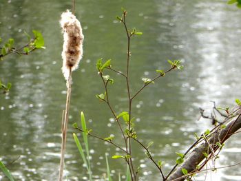 Close-up of plants against lake