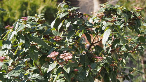 Low angle view of fruits growing on tree