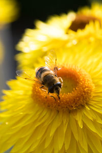 Close-up of honey bee on yellow flower