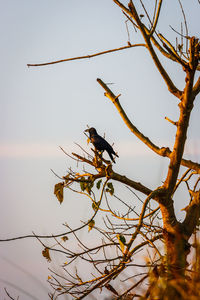 Low angle view of bird perching on tree against sky