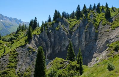 Panoramic view of trees on mountain