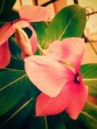 Close-up of pink flower