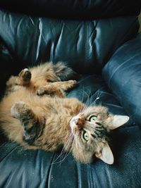 High angle view of cat sleeping on sofa