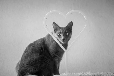 Portrait of cat and heart