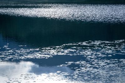 Reflection of trees in water