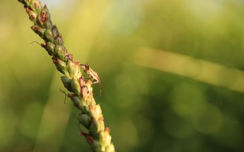 Close-up of insect on plant