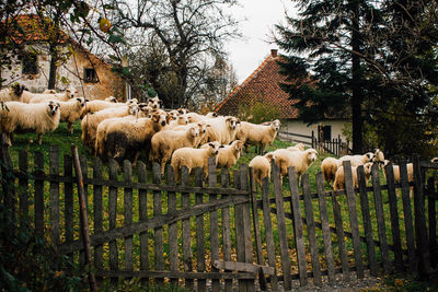 Sheep on tree