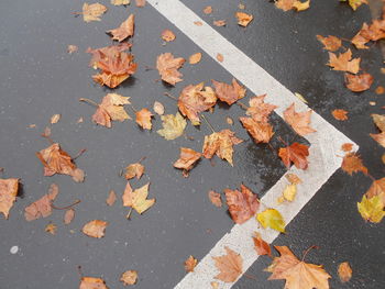 High angle view of maple leaves on wet street