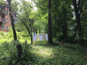 Trees growing in forest