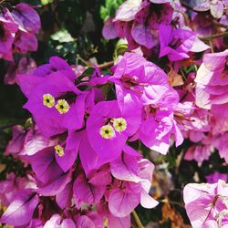 Close-up of pink bougainvillea blooming outdoors