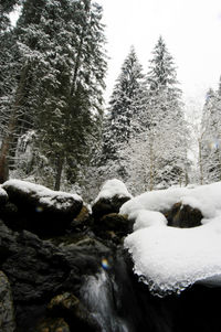 Pine trees in forest during winter