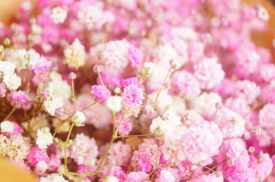 Close-up of pink cherry blossoms