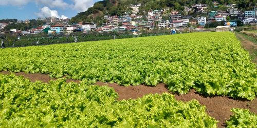 Scenic view of agricultural field by buildings