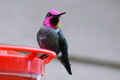 Close-up of bird perching on feeder