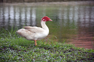 Duck on lakeshore