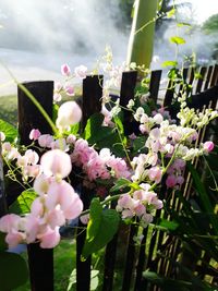 Close-up of pink flowers on tree