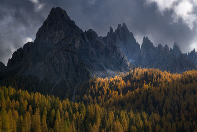 Larch trees in full autumn color in the italian dolomites in the background the big mountain peaks.