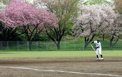 Baseball player sweeping on field against flowering trees