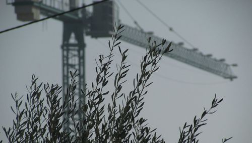 Close-up of plant against sky