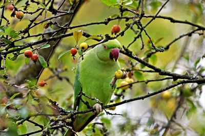 Low angle view of fruits on tree