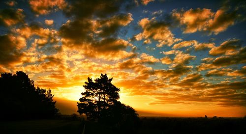 Silhouette of trees at sunset