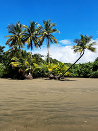 Palm trees in a beach with blue sky